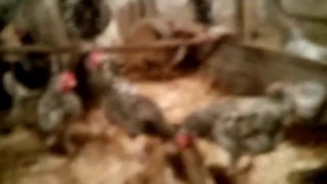 Обзор Пушкинской и Царскосельской породы кур!!! Отвечаю на вопрос подписчиков!!! смотреть онлайн