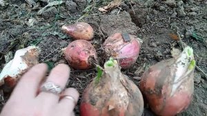 Шагающий  лук