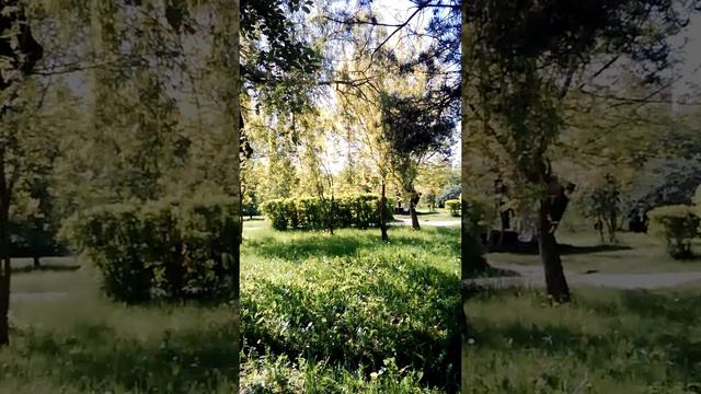 Школа Знания для жизни. Акация и мимоза против магии вуду смотреть онлайн