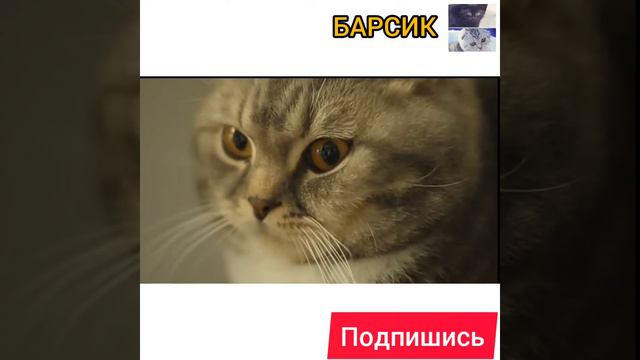 История и факты о шотландской вислоухой кошке. смотреть онлайн