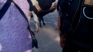 Карова в Г.Талдом.