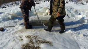 Зимняя Рыбалка На Амуре  Рыбалка на паук.  Корюшка 2020.