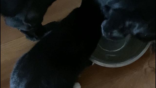 Мои.