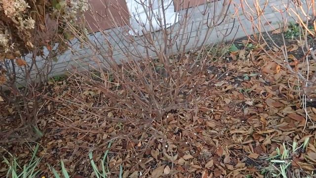 РЕЦЕПТ МАННИКА▪️ОБРЕЗКА ГОРТЕНЗИЙ▪️ГОТОВИМ ВОКЛАПШУ▪️ПРО КОММЕНТАРИИ смотреть онлайн