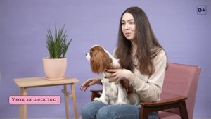 10 вопросов о Кавалер-Кинг-Чарльз-Спаниеле / Характер и поведение кавалеров