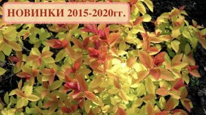 СПИРЕИ ЯПОНСКИЕ. НОВИНКИ 2015-2020гг. Обзор сортов.