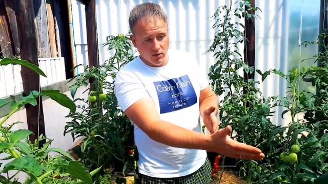 Высокорослые томаты Ф1 по сортам