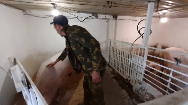 Свиноматка Маша//переезд в родзал//йоркшир-петрен//клетки для опороса