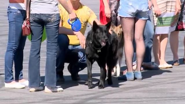 Новгородские зоозащитники провели акцю в поддержку благоразумного отношения к домашним пит