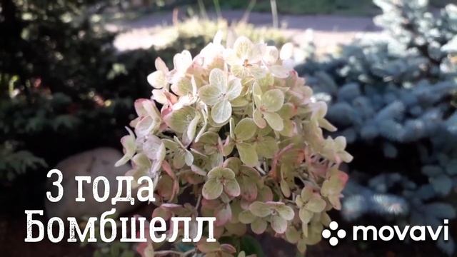 ?От ВАНИЛЛЫ до СКАЙФОЛЛ ?ГОРТЕНЗИИ в САДУ ДЕВЯТОЙ РЕАЛЬНОСТИ? смотреть онлайн