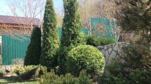 Ландшафт сада. Топиарная стрижка хвойных растений. Весенняя обрезка сада