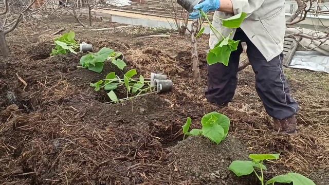 Сегодня, 27 апреля, высадили рассаду огурцов на улицу, на тёплую навозную грядку. смотреть онлайн