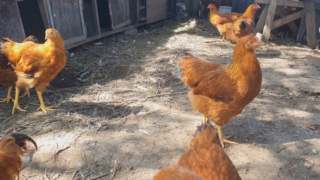 Расклёв у птицы.Каннибализм.Причины возникновения,способы устранения,профилактика.Здоровая птица. смотреть онлайн