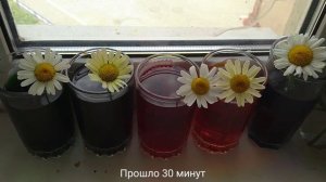 Весёлый эксперимент с цветами и пищевыми красителями. Получится ли сделать разноцветные ромашки_.mp4