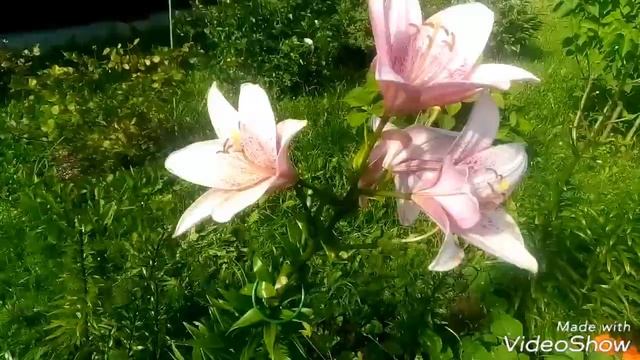 ЛИЛИИ ПОСЛЕ ЦВЕТЕНИЯ.Уход за Лилиями После Цветения./ Мой Опыт - Новичкам !!! смотреть онлайн