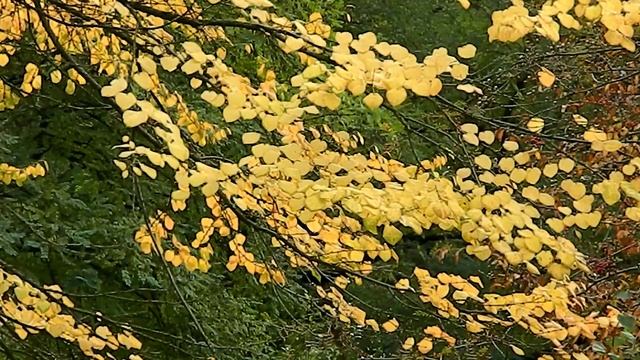 Cercidiphyllum japonicum смотреть онлайн