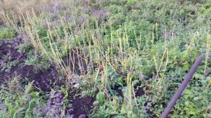 Прополка лука и обзор участка