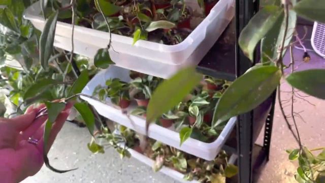 Plant Propagations Plants Bustin' At Seems | A Day In The Life of a Plant Lover With Too Many Plant смотреть онлайн