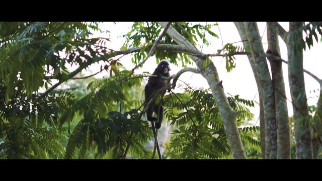 Penang Hill Cinematic Vlog - In Your Orbit - Sony A6400 - 35mm - 50mm - 16-50mm kit lens смотреть онлайн