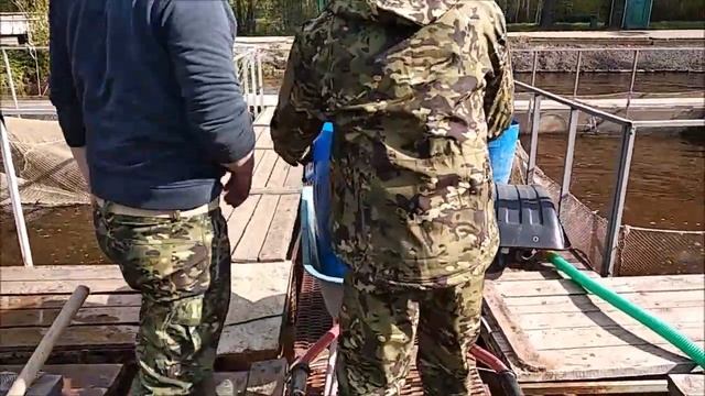Зарыбление осетром. 100 кг пополнили Нижний пруд. Клёвое место лосиный остров. смотреть онлайн