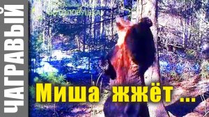 Медведь рвет танцпол | Russian wild bear dances