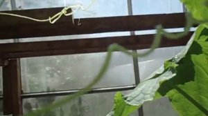 ШПАЛЕРНАЯ СЕТКА ДЛЯ ОГУРЦОВ.  Видео Ольги Черновой 4 июля