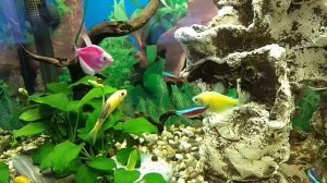 ГИРИНОХЕЙЛУС — КИТАЙСКИЙ ВОДОРОСЛЕЕД