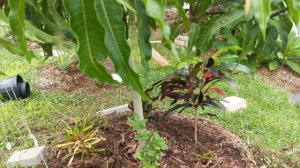 Newly planted crotons (from cuttings)