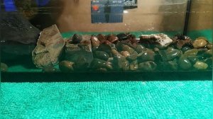 Аква террариум для тритонов