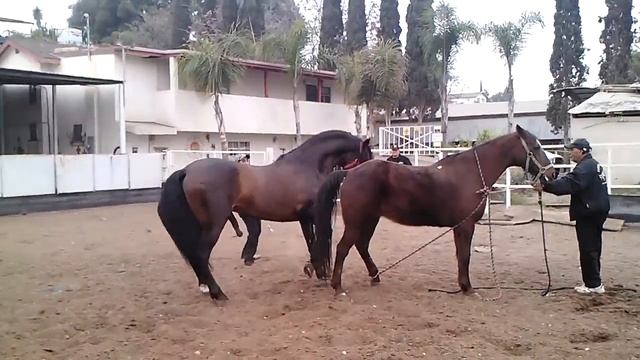 Quarter horse x Andaluz PART 1 смотреть онлайн