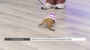 Домашний сурикат: особенности и уход