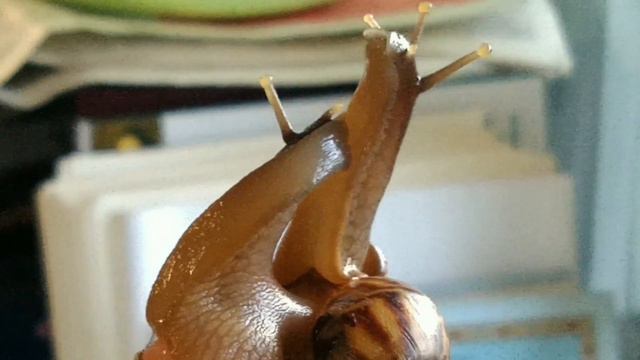 Просто улитки... смотреть онлайн