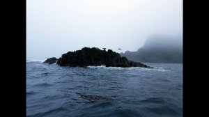 Lens: о. Медный, Командорские острова.