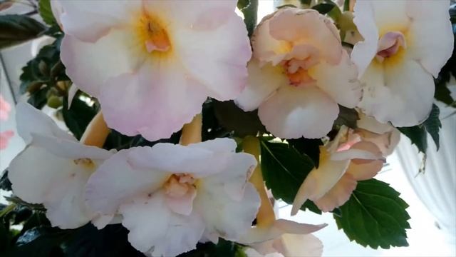 Ахименесы/ the ahimenes?Обзор моих ахименесов?Комнатные красивые цветы ?Красивые домашние ахименесы смотреть онлайн