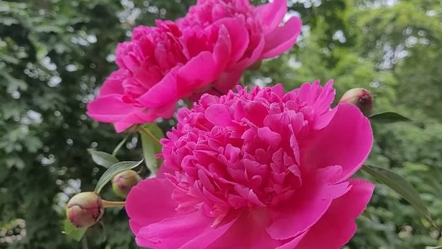 Конец июня - время цветения пионов. смотреть онлайн