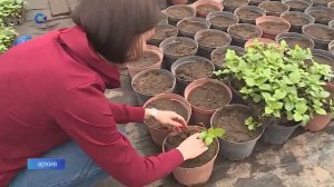 На ферме Ксении Сосункевич в Шуе начали внедрять изобретение из петрозаводского госуниверситета