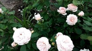 роза Чандос бьюти,Луиза де Марияк,Черная Магия,Самаритан......
