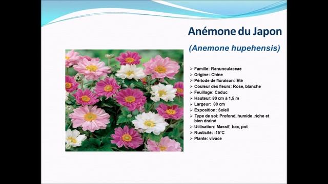 Fiche technique: Anémone du Japon Anemone hupehensis: plante vivace смотреть онлайн