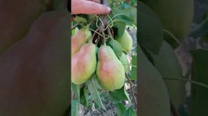 груша Талгарская красавица