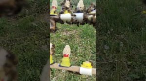 Нормальный размер пчелиных маточников Багратионовск Preußisch Eylau