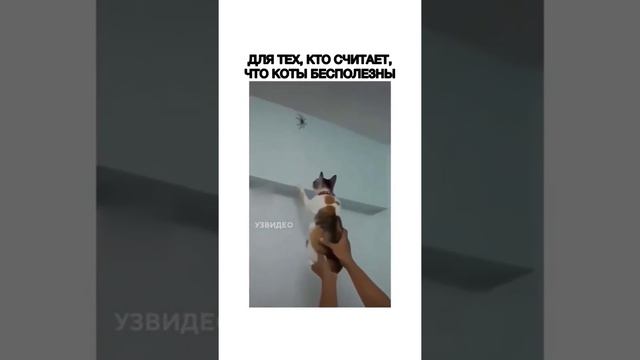 Для тех, кто считает, что коты бесполезны.