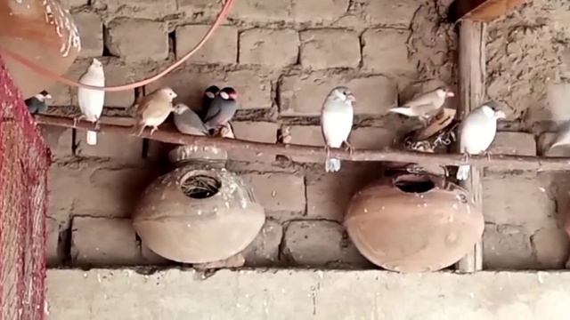 Java Finch Complete Information| Java Sparrow Future in Pakistan|Jawa Business смотреть онлайн