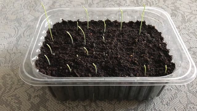 Спаржа овощная. Как выглядит рассада 2020 смотреть онлайн