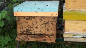 Как ведут себя пчелы в отсутствии матки.