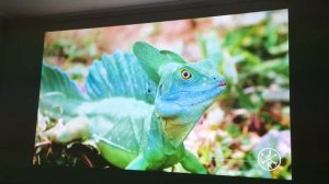 Короткофокусный проектор RICOH PJ WX4241N