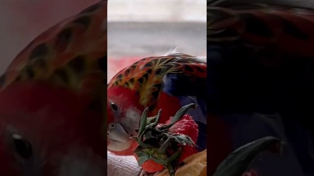 Новость ошарашила Шустрика!!! #rosella #parrot #попугай #розелла #bird