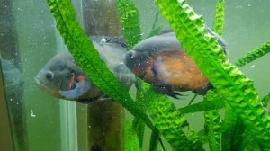 Астронотус в аквариуме с растениями, мальки подросли. Растения целы.  #астронотус#astronotusocelatu