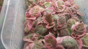 Акварельные эписции (Pink smoke) тонкости ухода зимой