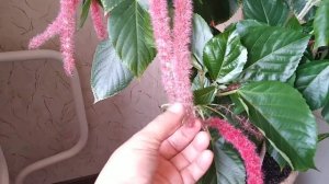 Акалифа щетинистоволосистая.