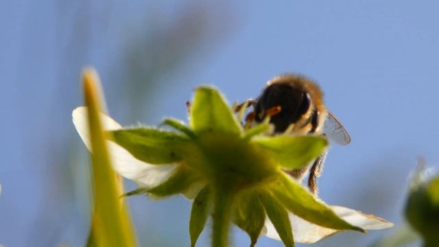 Summer ambience: Strawberry blossom, bees work | Relaxing Nature 4K Royalty Free Stock Footage смотреть онлайн